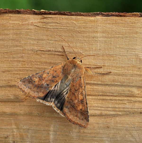 Heliothis nubigera ?